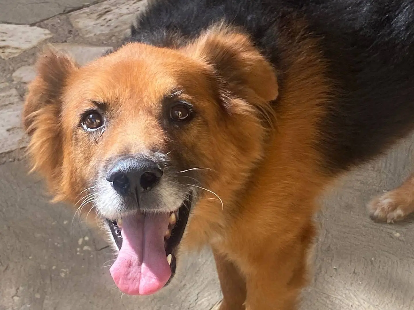 Adotta un cane, taglia media, maschio, Latina