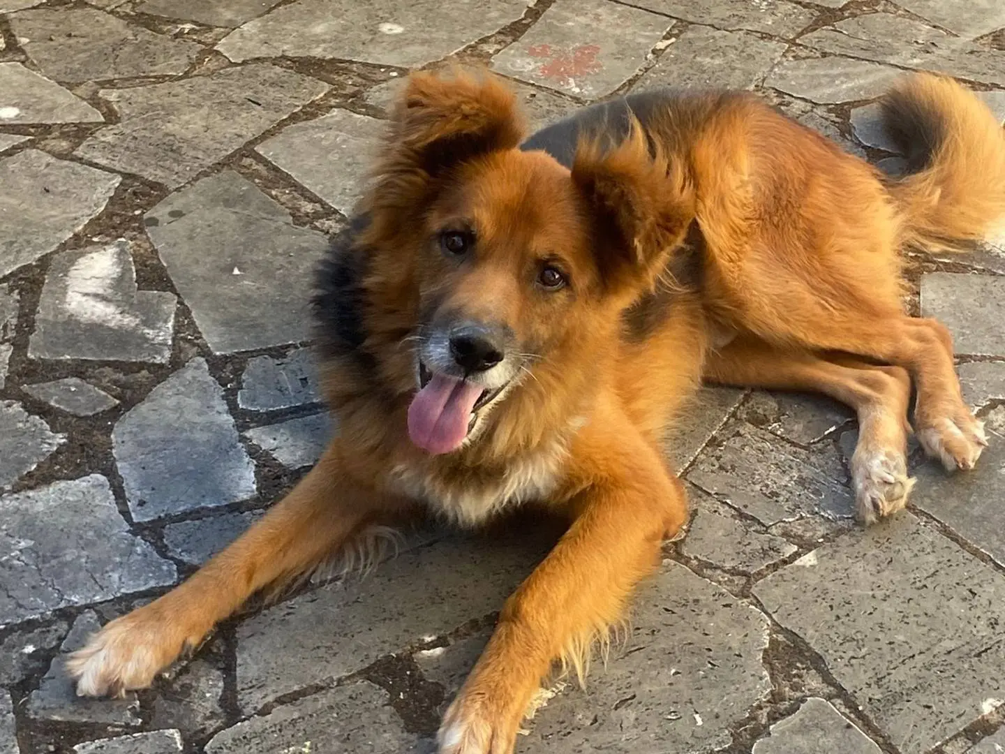Adotta un cane, maschio, 10 anni e 2 mesi, Latina