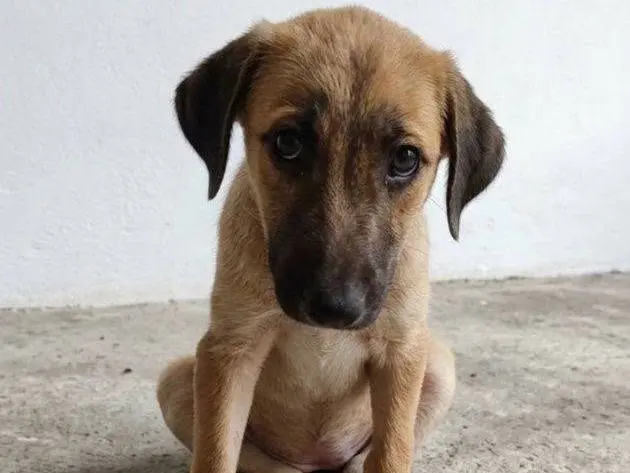 Adozione cane, femmina, Razza sconosciuta Razza sconosciuta, 7 mesi, taglia media, Crotone