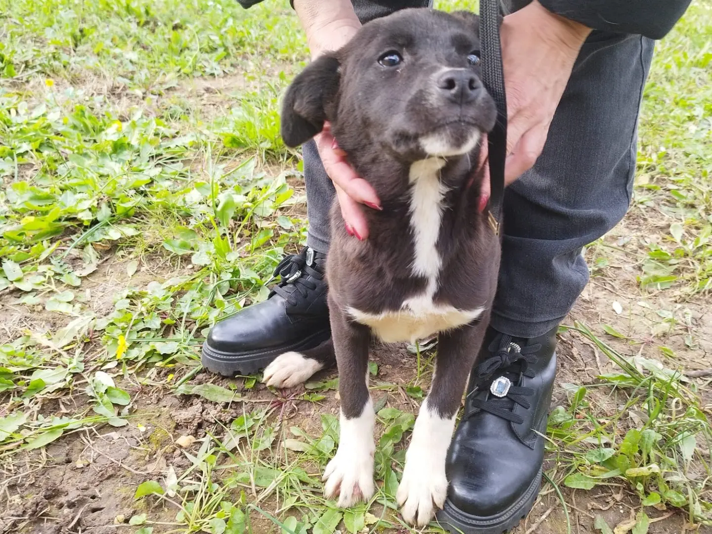 Adotta un cane, femmina, 1 anno e 10 mesi, Vibo