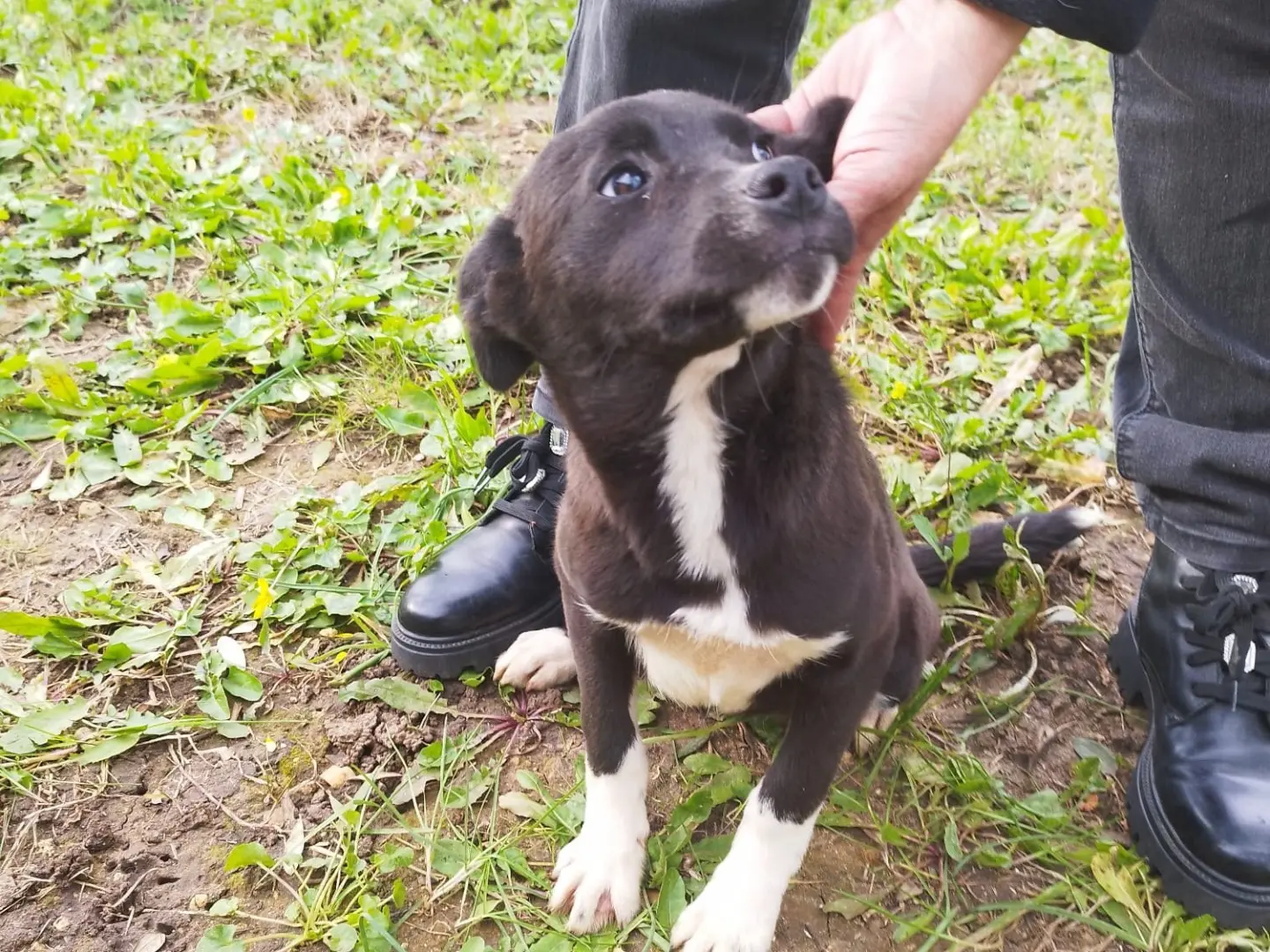 Adotta un cane, taglia media contenuta, femmina, Vibo