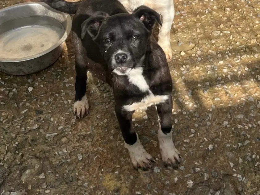 Adozione cane, femmina, Razza sconosciuta Razza sconosciuta, 1 anno e 10 mesi, taglia media contenuta, Vibo