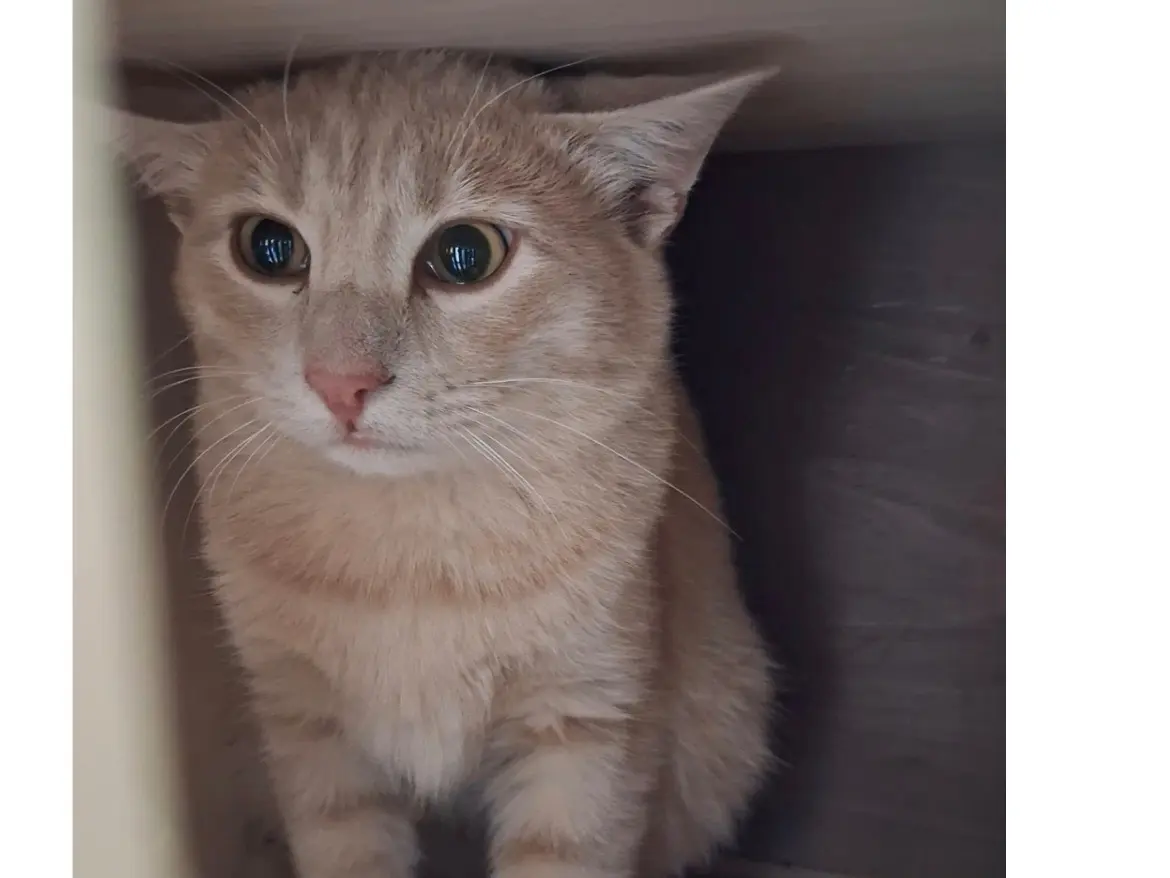 Adozione gatto, maschio, Razza sconosciuta Razza sconosciuta, 3 anni e 4 mesi, taglia non valida, Torino