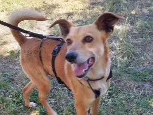 Adotta un cane, maschio, 4 anni e 3 mesi, Roma