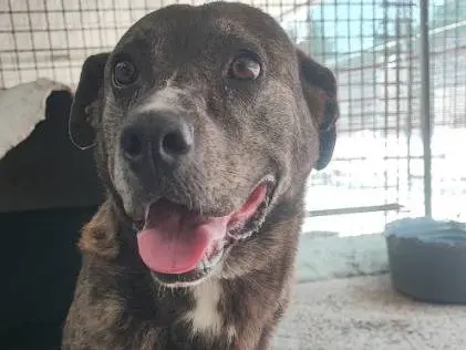 Adozione cane, femmina, Razza sconosciuta Razza sconosciuta, 4 anni e 10 mesi, taglia piccola, Napoli