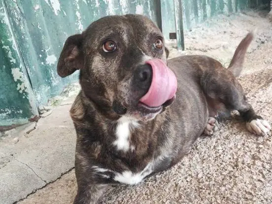 Adotta un cane, taglia piccola, femmina, Napoli