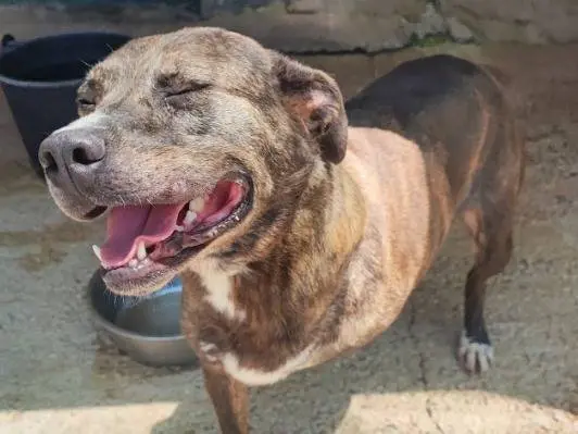 Adotta un cane, femmina, 4 anni e 10 mesi, Napoli