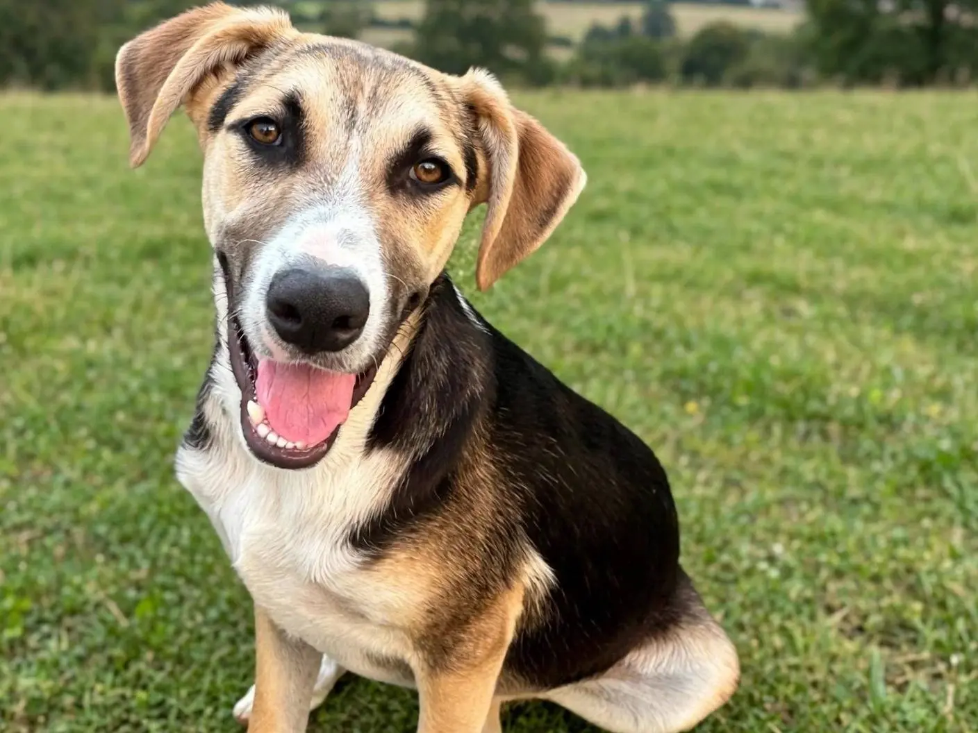 Adotta un cane, maschio, 10 mesi, Siracusa