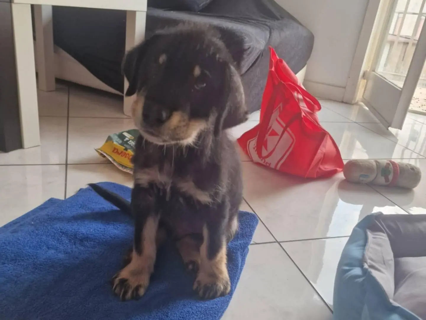 Adozione cane, maschio, Razza sconosciuta Razza sconosciuta, 1 anno e 7 mesi, taglia media, Catania