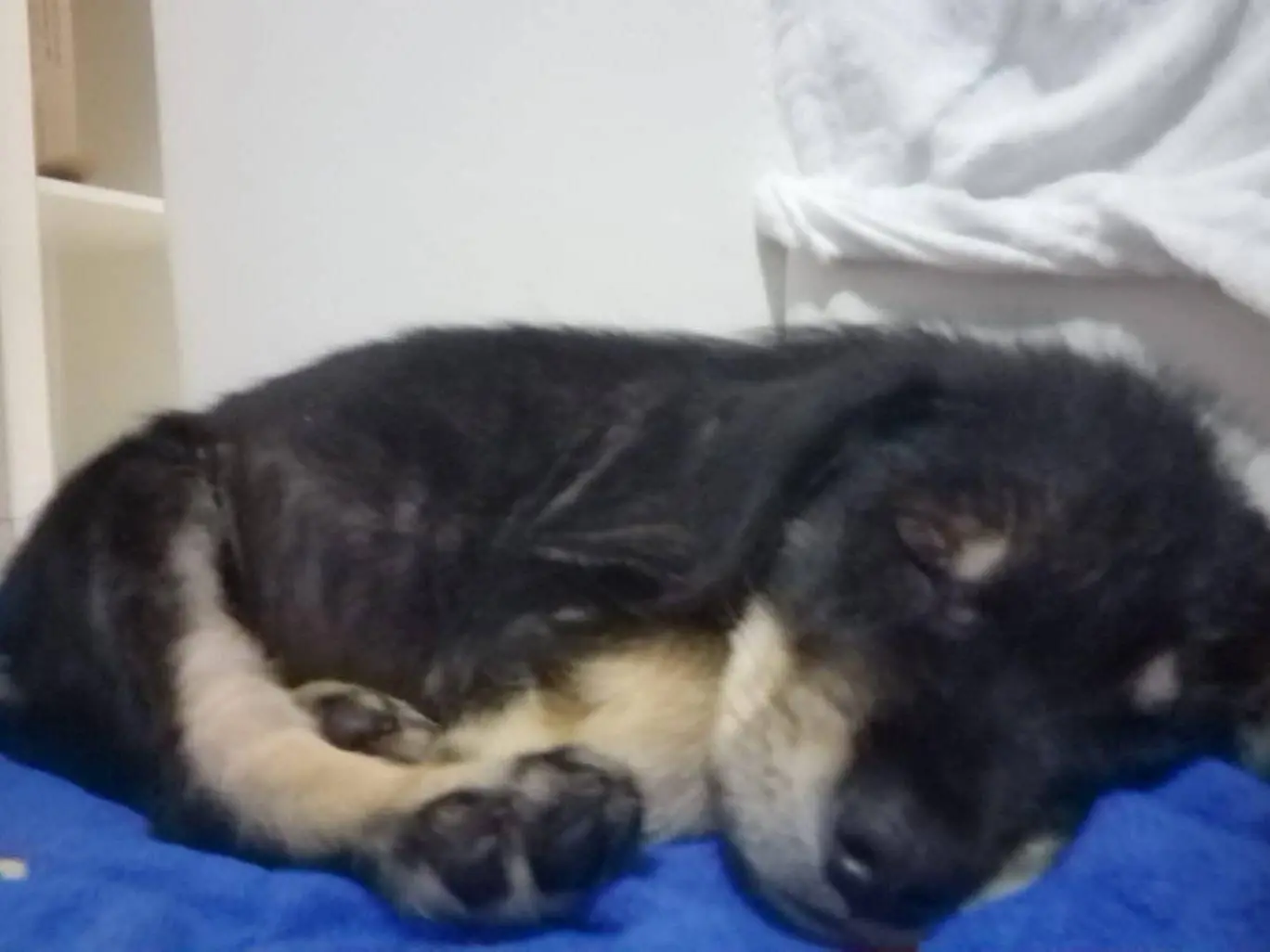 Adotta un cane, taglia media, maschio, Catania
