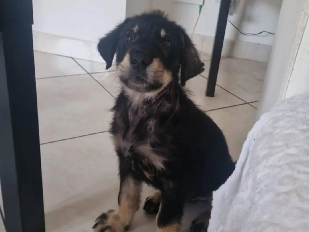 Adotta un cane, maschio, 1 anno e 7 mesi, Catania