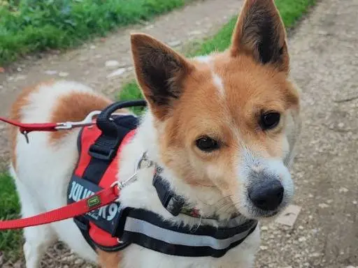 Adozione cane, maschio, Razza sconosciuta Razza sconosciuta, 7 anni e 11 mesi, taglia piccola, Napoli