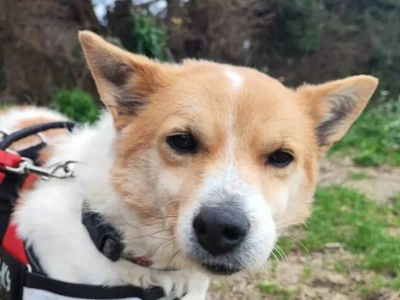 Adotta un cane, maschio, 7 anni e 11 mesi, Napoli
