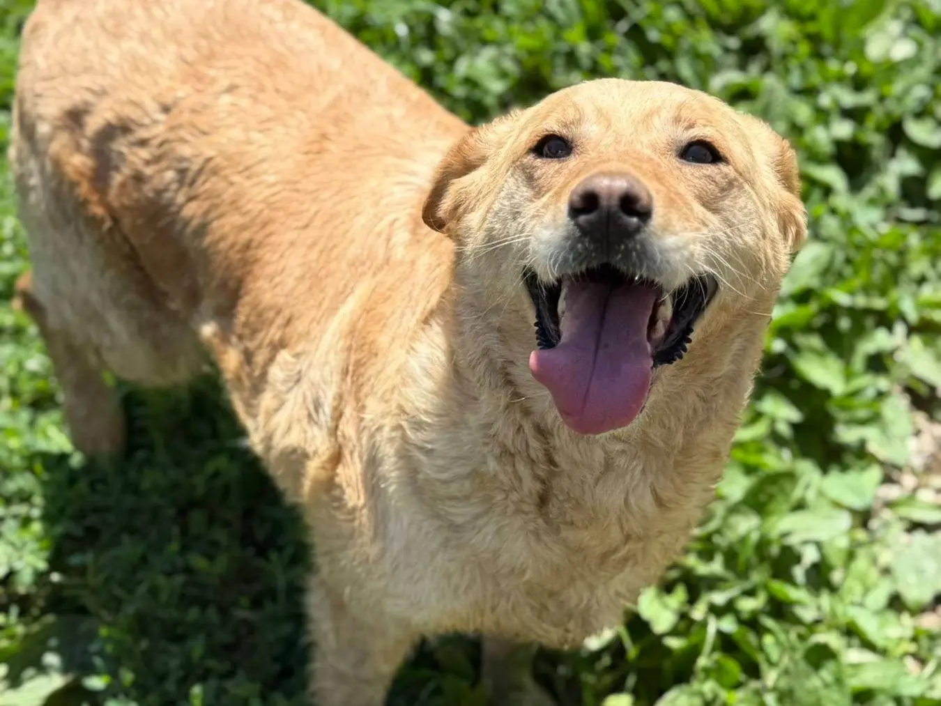 Adozione cane, femmina, Labrador Retriever Razza sconosciuta, 5 anni e 5 mesi, taglia media, Firenze