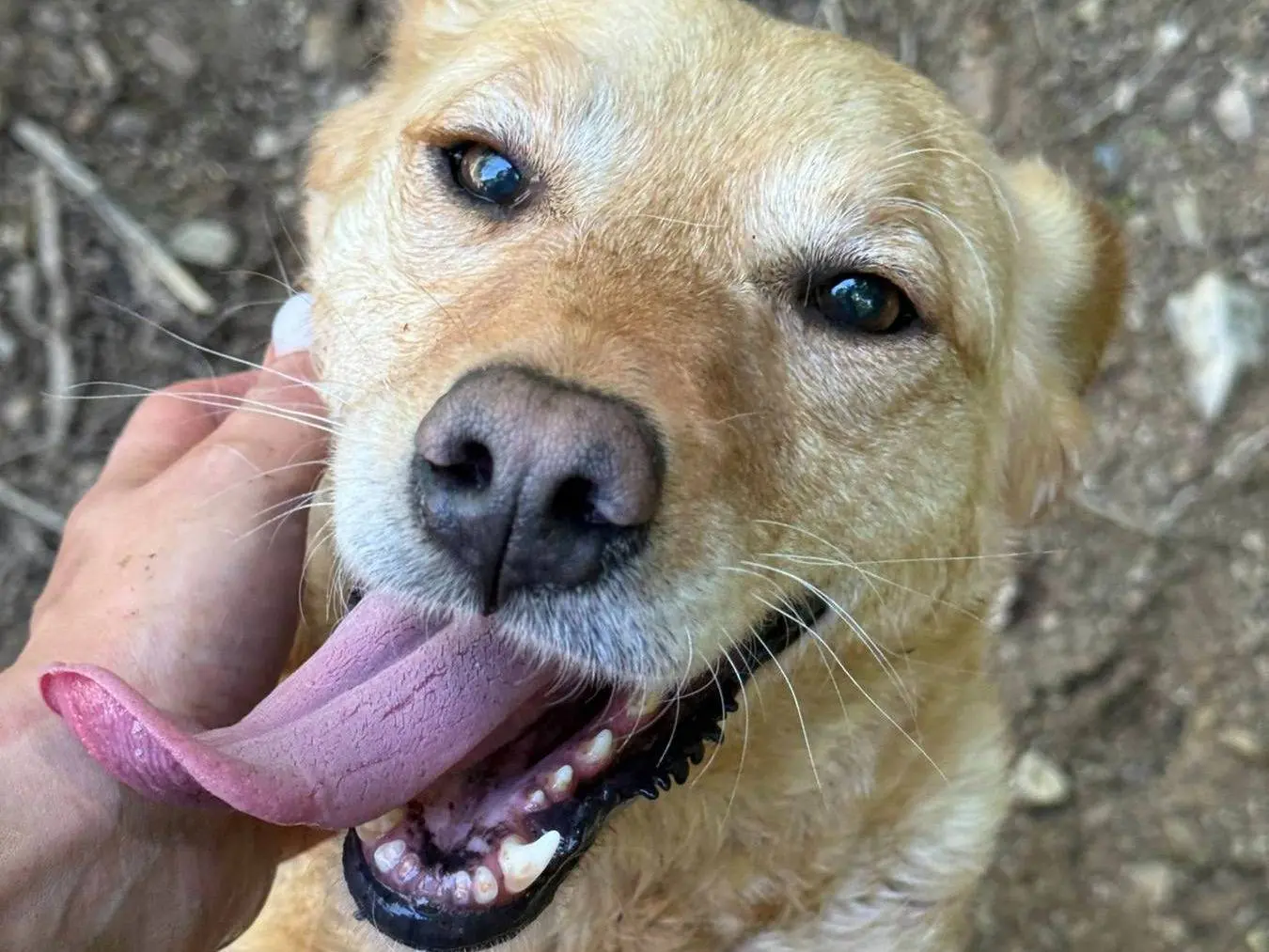 Vuoi adottare un cane a Firenze?