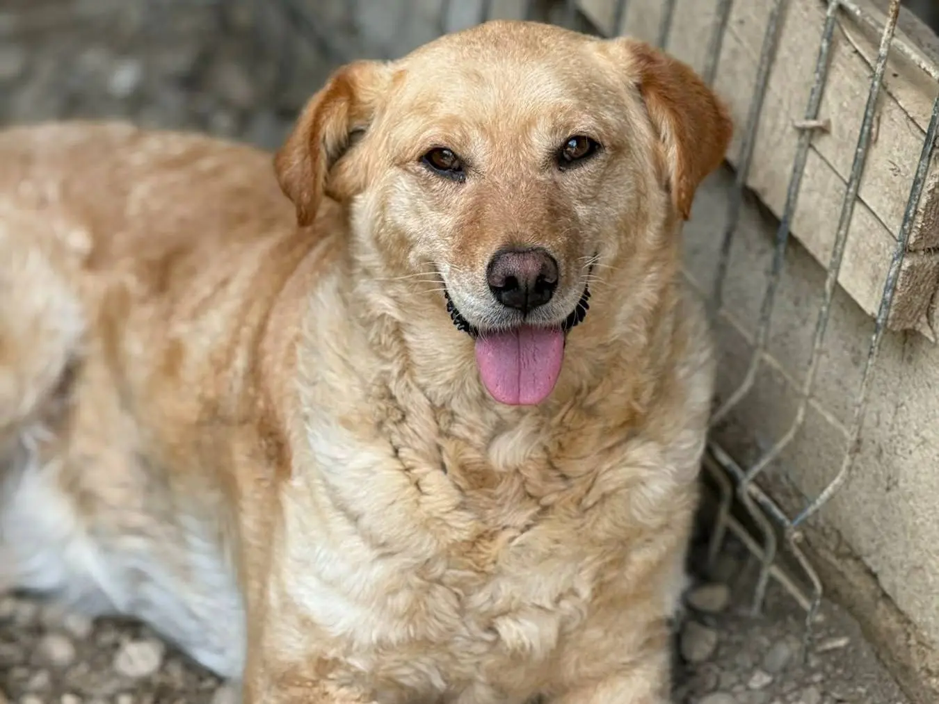Adotta un cane, femmina, 5 anni e 5 mesi, Firenze