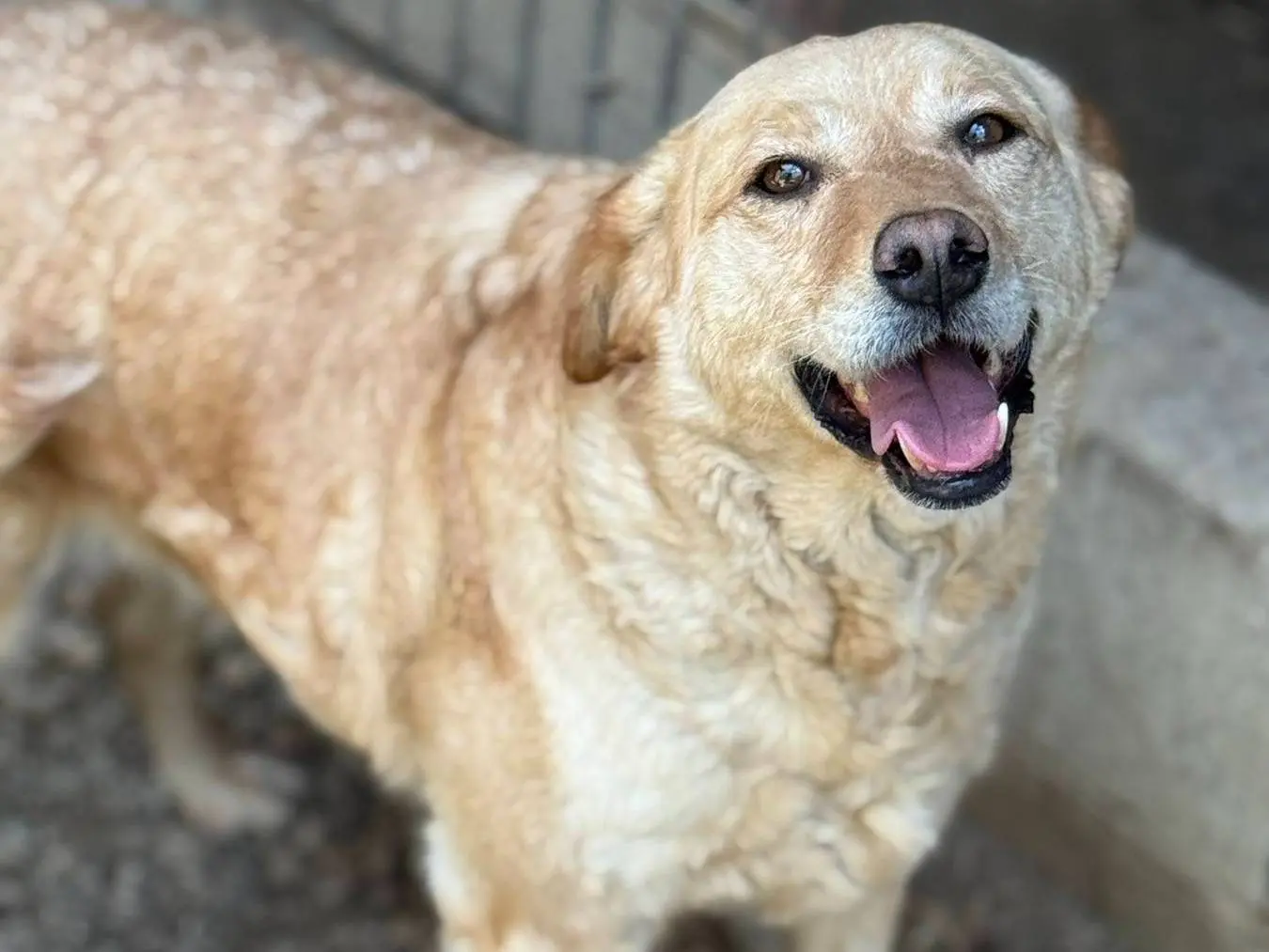 Adotta un cane, taglia media, femmina, Firenze