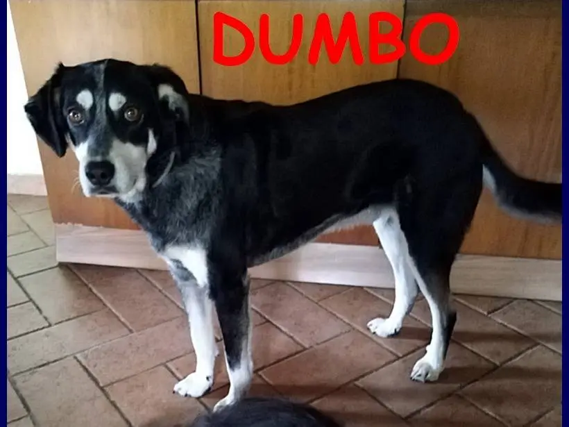Adozione cane, maschio, meticcio, 7 anni e 4 mesi, taglia media contenuta, Roma