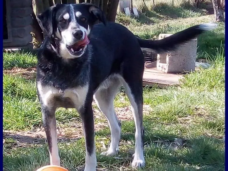 Adotta un cane, maschio, 7 anni e 4 mesi, Roma