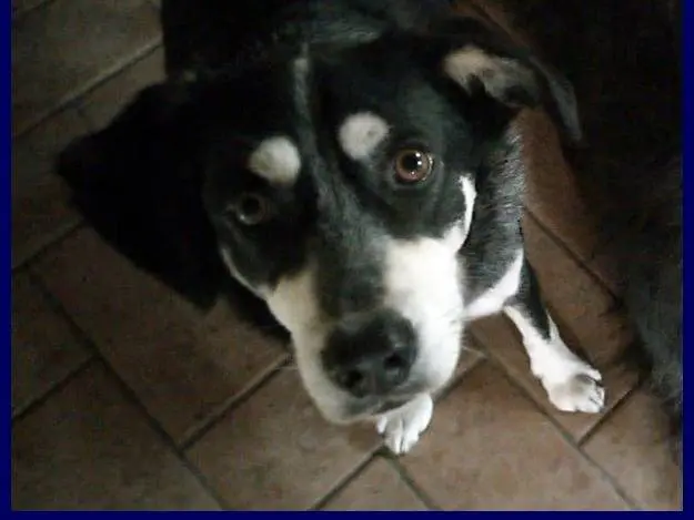 Adotta un cane, taglia media contenuta, maschio, Roma