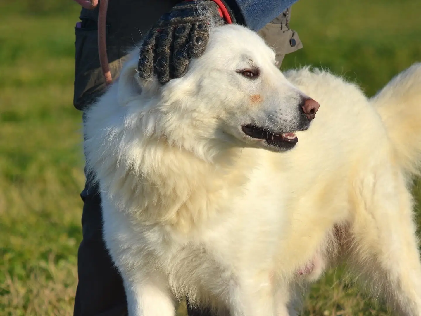 Adotta un cane, taglia grande, maschio, Roma
