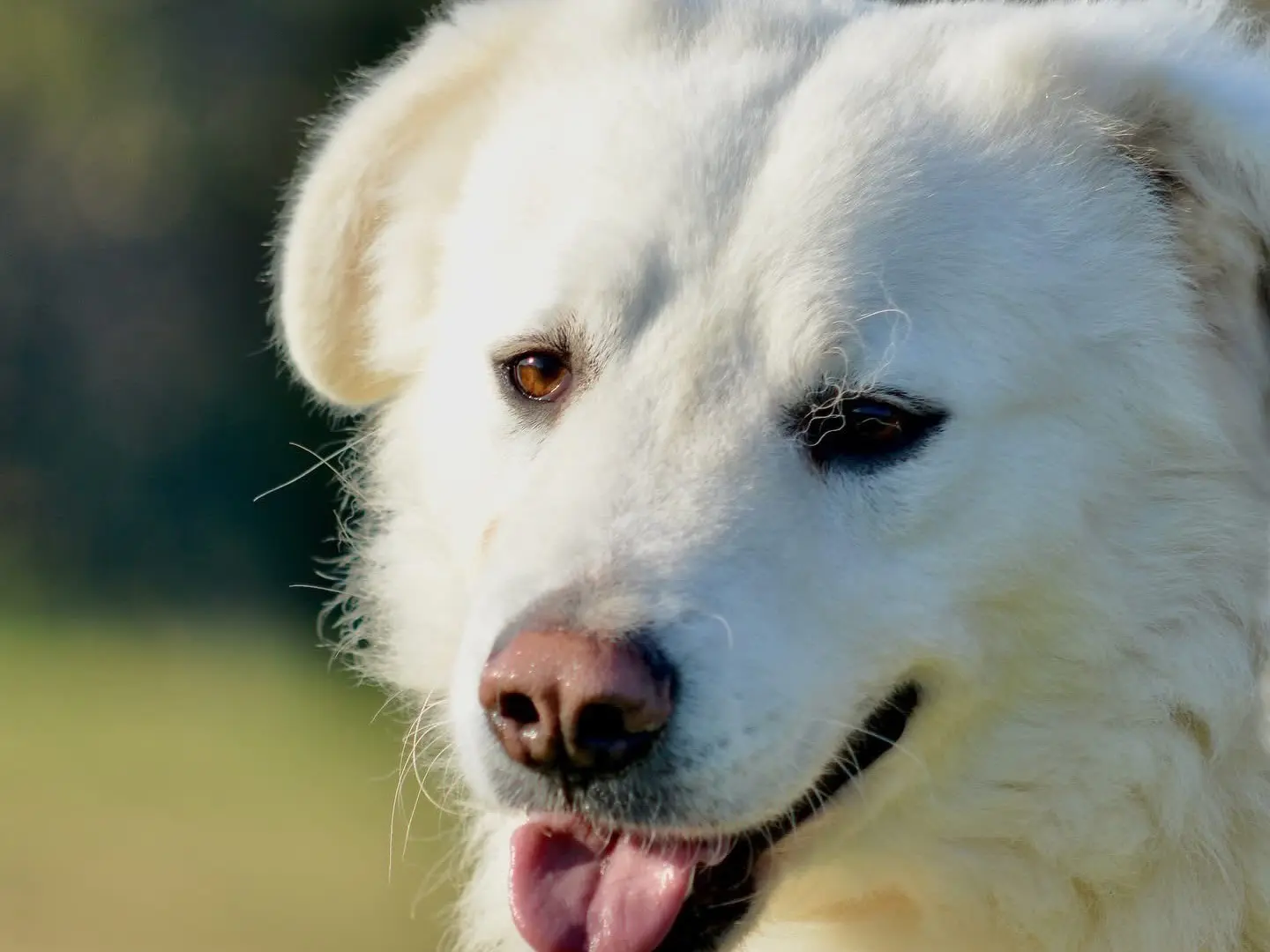 Adozione cane, maschio, Razza sconosciuta Razza sconosciuta, 4 anni, taglia grande, Roma