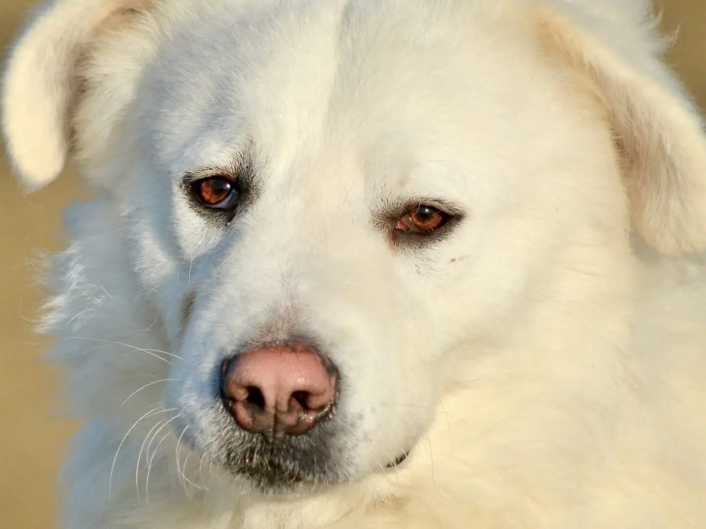 Adotta il cane Ilario a Roma