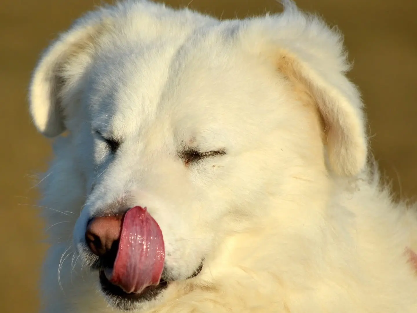 Vuoi adottare un cane a Roma?