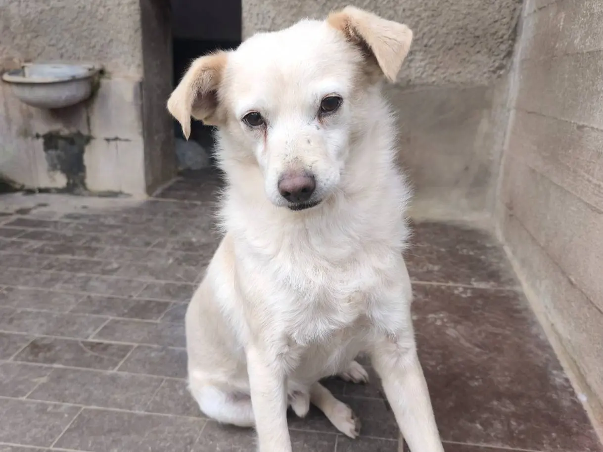 Adozione cane, maschio, Razza sconosciuta Razza sconosciuta, 5 anni, taglia media contenuta, Milano