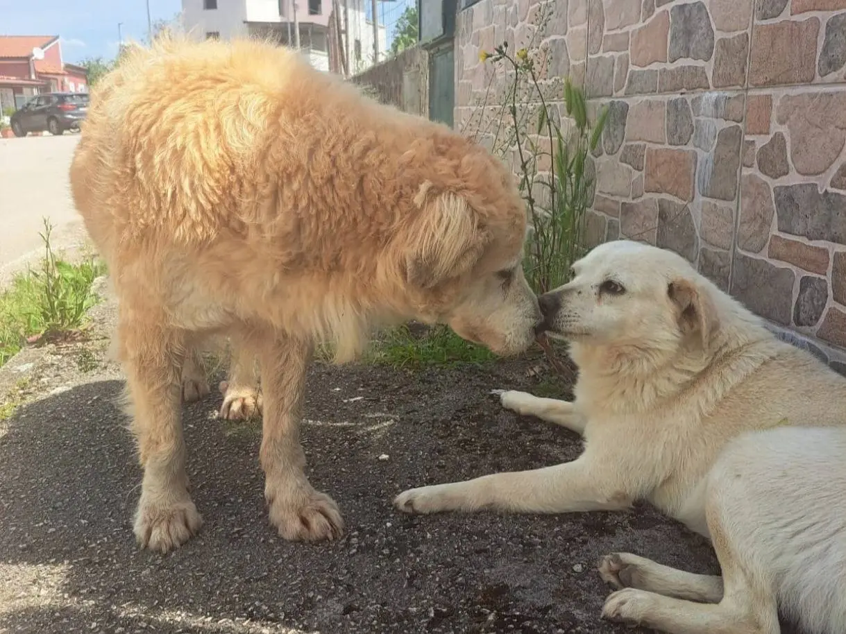 Adotta un cane, maschio, 5 anni, Milano