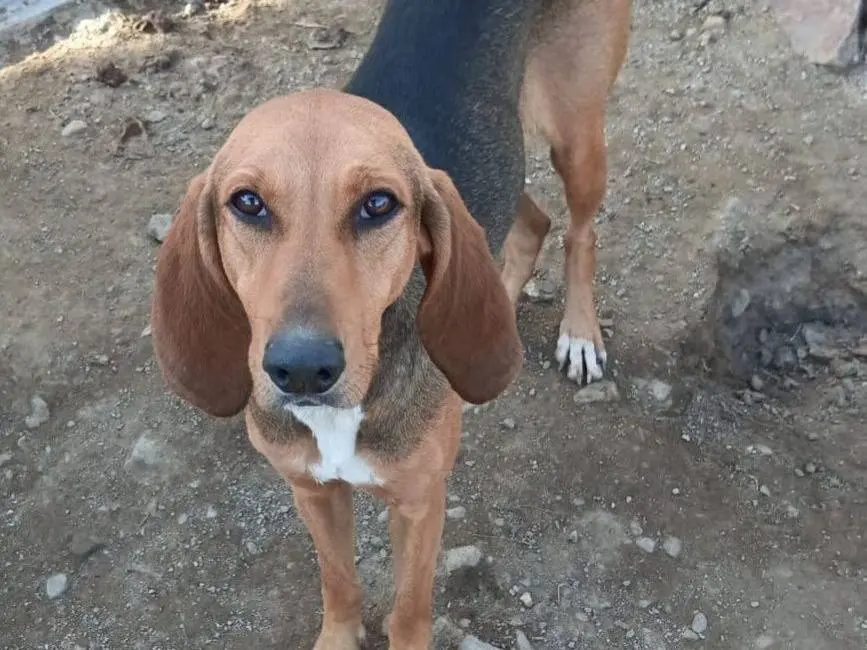 Adozione cane, femmina, Segugio Razza sconosciuta, 3 anni e 3 mesi, taglia media, Crotone