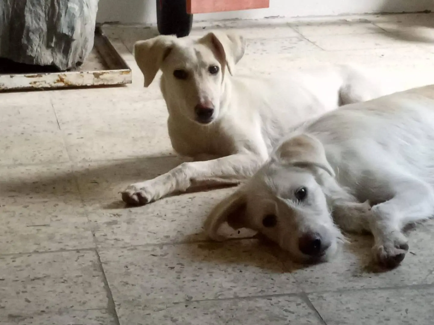 Adotta un cane, maschio, 1 anno e 6 mesi, Cosenza