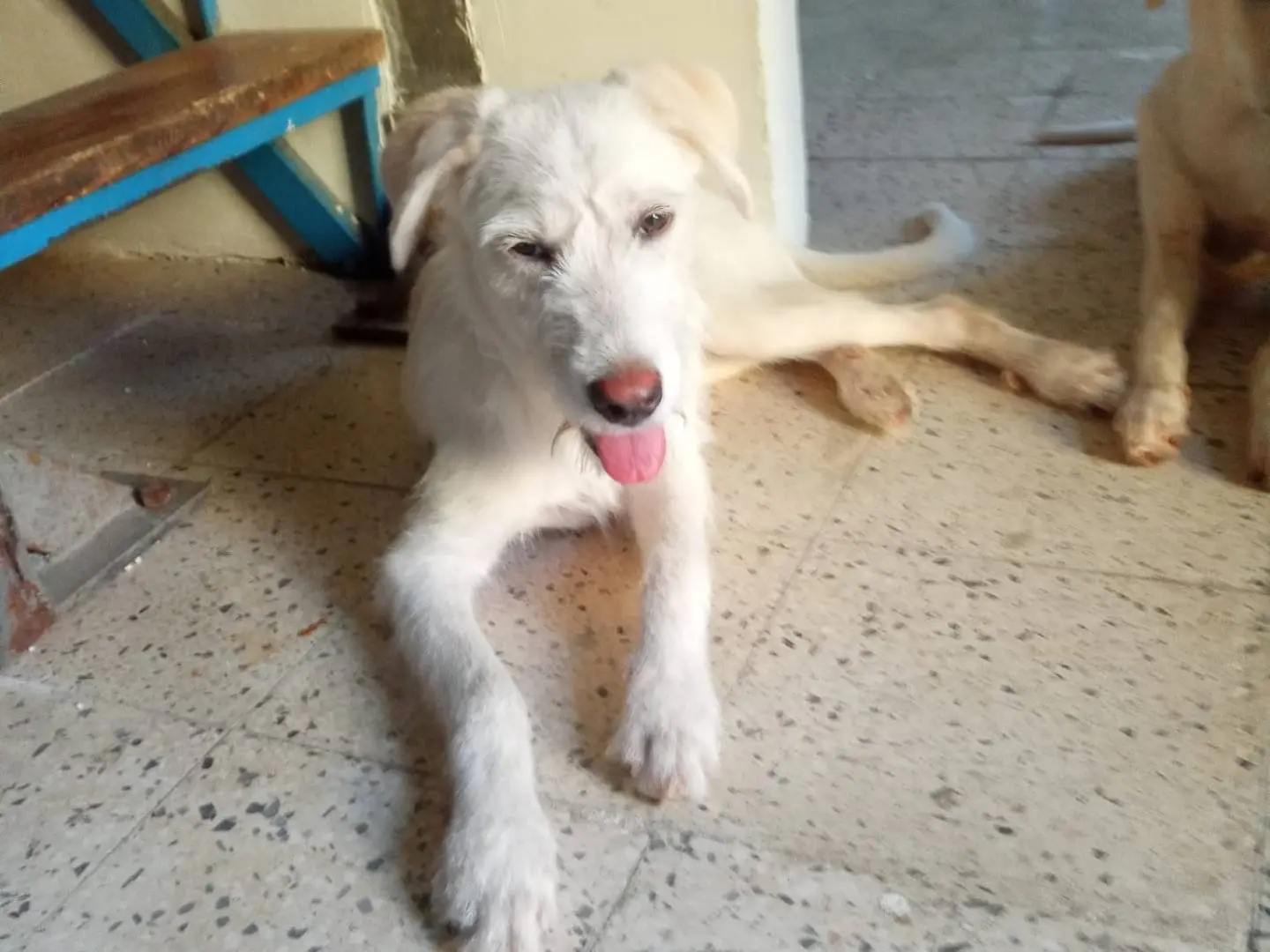 Adotta un cane, taglia media contenuta, maschio, Cosenza