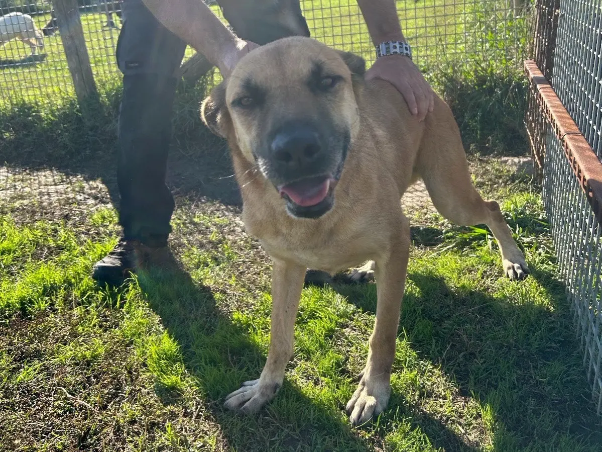 Adotta il cane Amos a Latina