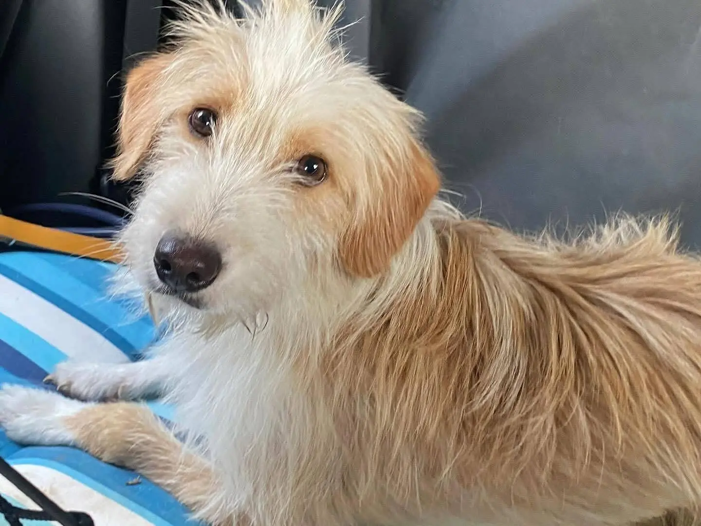 Adozione cane, maschio, Razza sconosciuta Razza sconosciuta, 4 anni e 11 mesi, taglia media contenuta, Latina