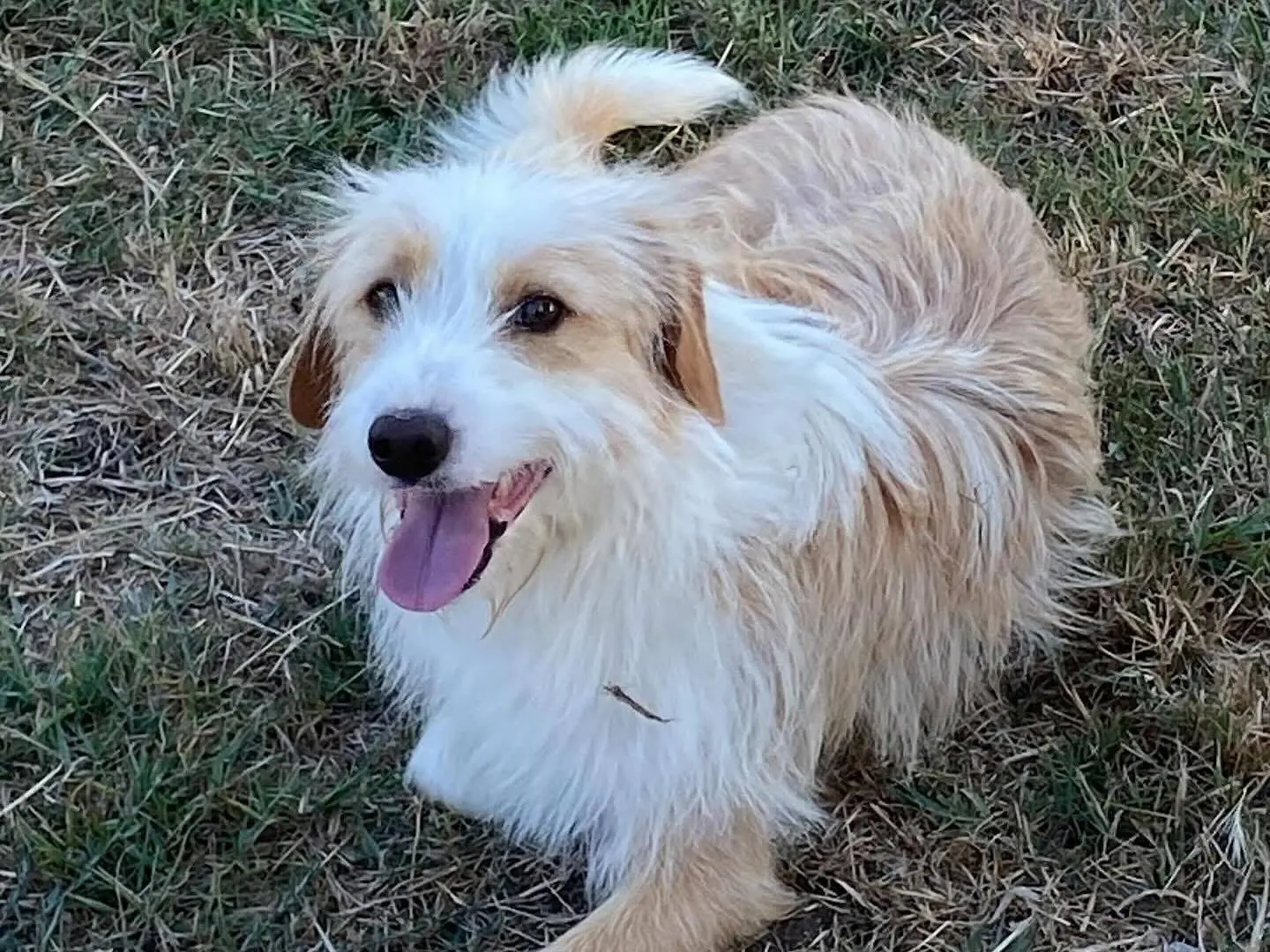 Adotta un cane, taglia media contenuta, maschio, Latina
