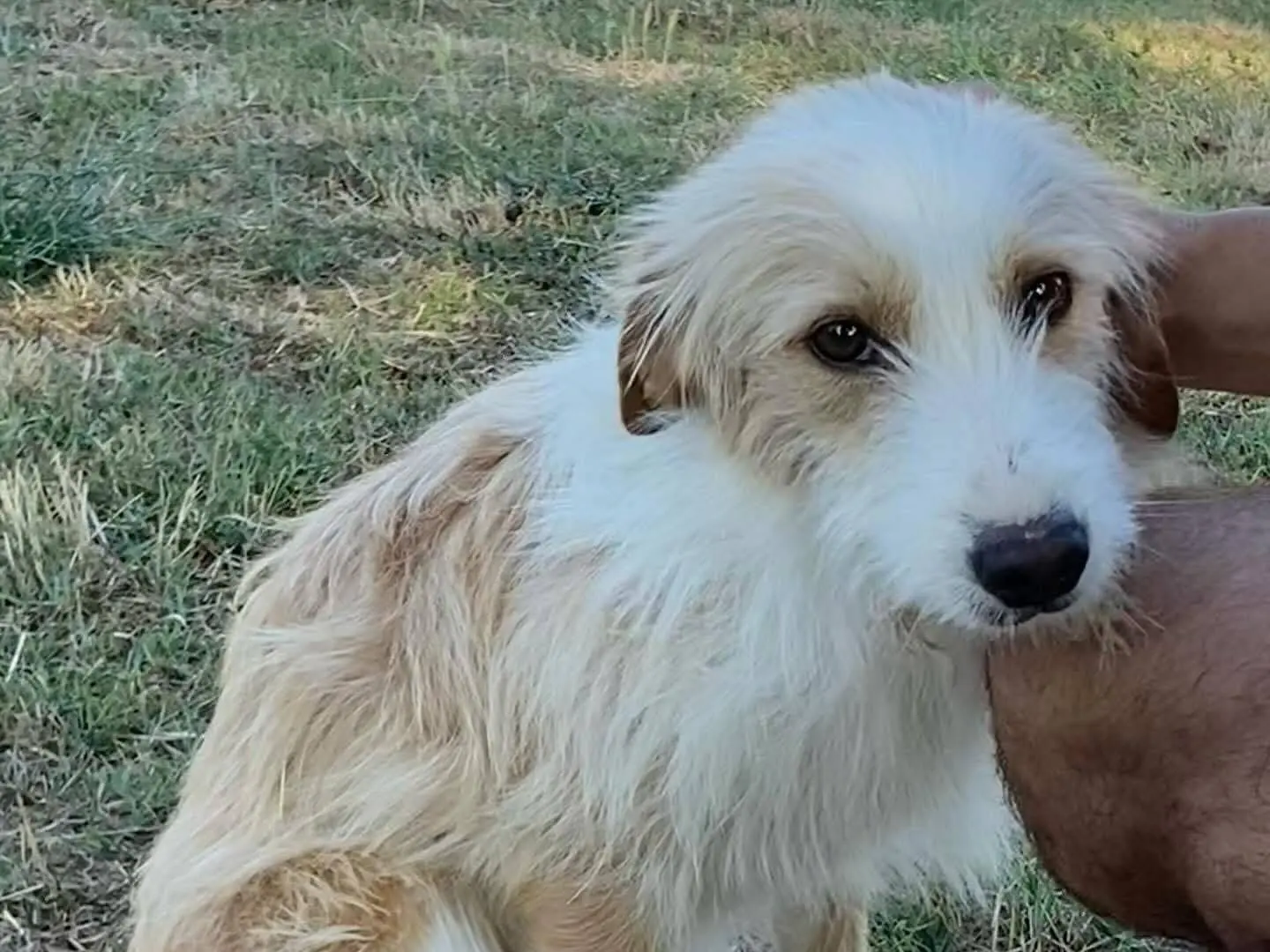 Adotta il cane LEONE a Latina