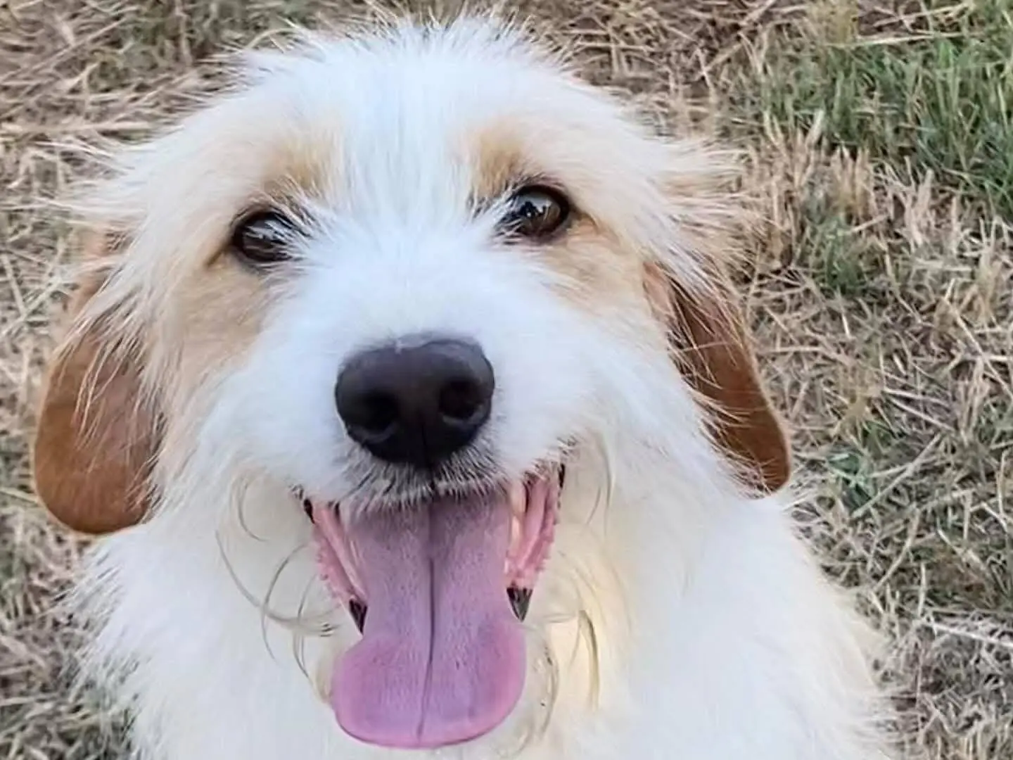 Adotta un cane, maschio, 4 anni e 11 mesi, Latina