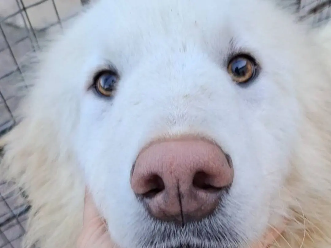 Adozione cane, maschio, Razza sconosciuta Razza sconosciuta, 1 anno e 9 mesi, taglia grande, Potenza