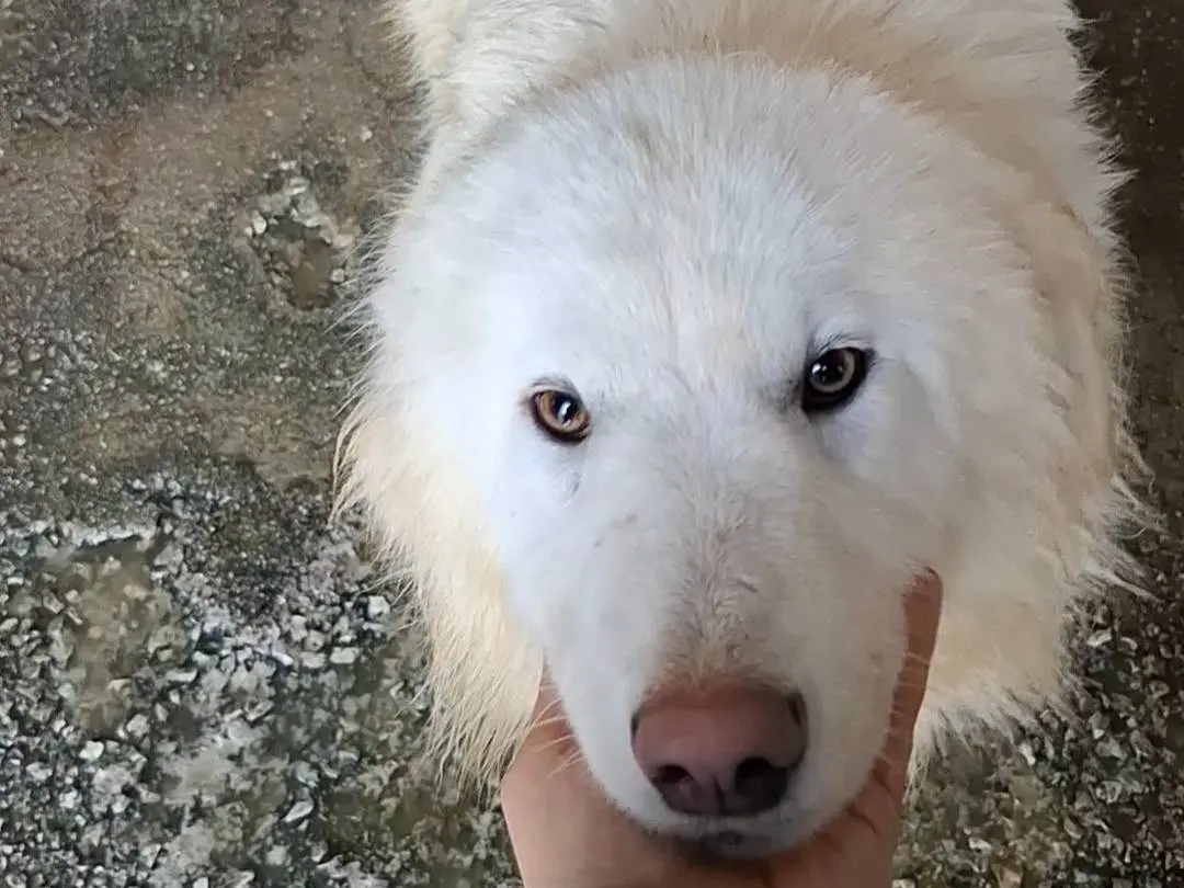Adotta un cane, maschio, 1 anno e 9 mesi, Potenza