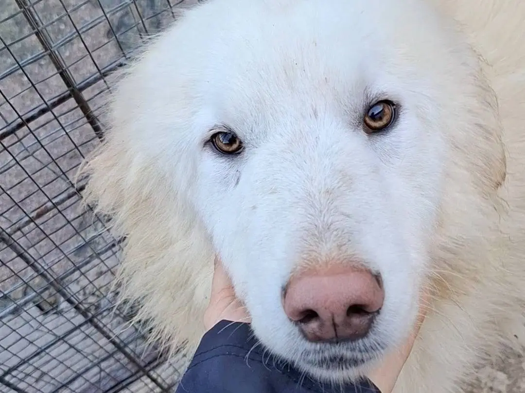 Adotta un cane, taglia grande, maschio, Potenza