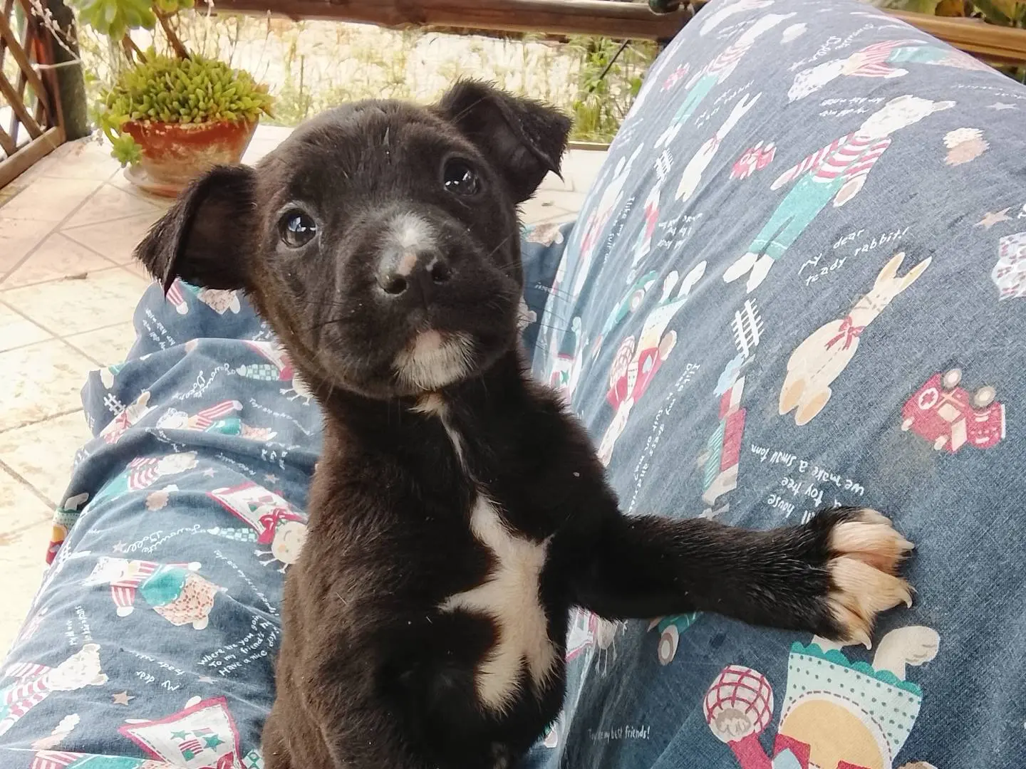 Adozione cane, maschio, Razza sconosciuta Razza sconosciuta, 9 mesi, taglia media, Siracusa