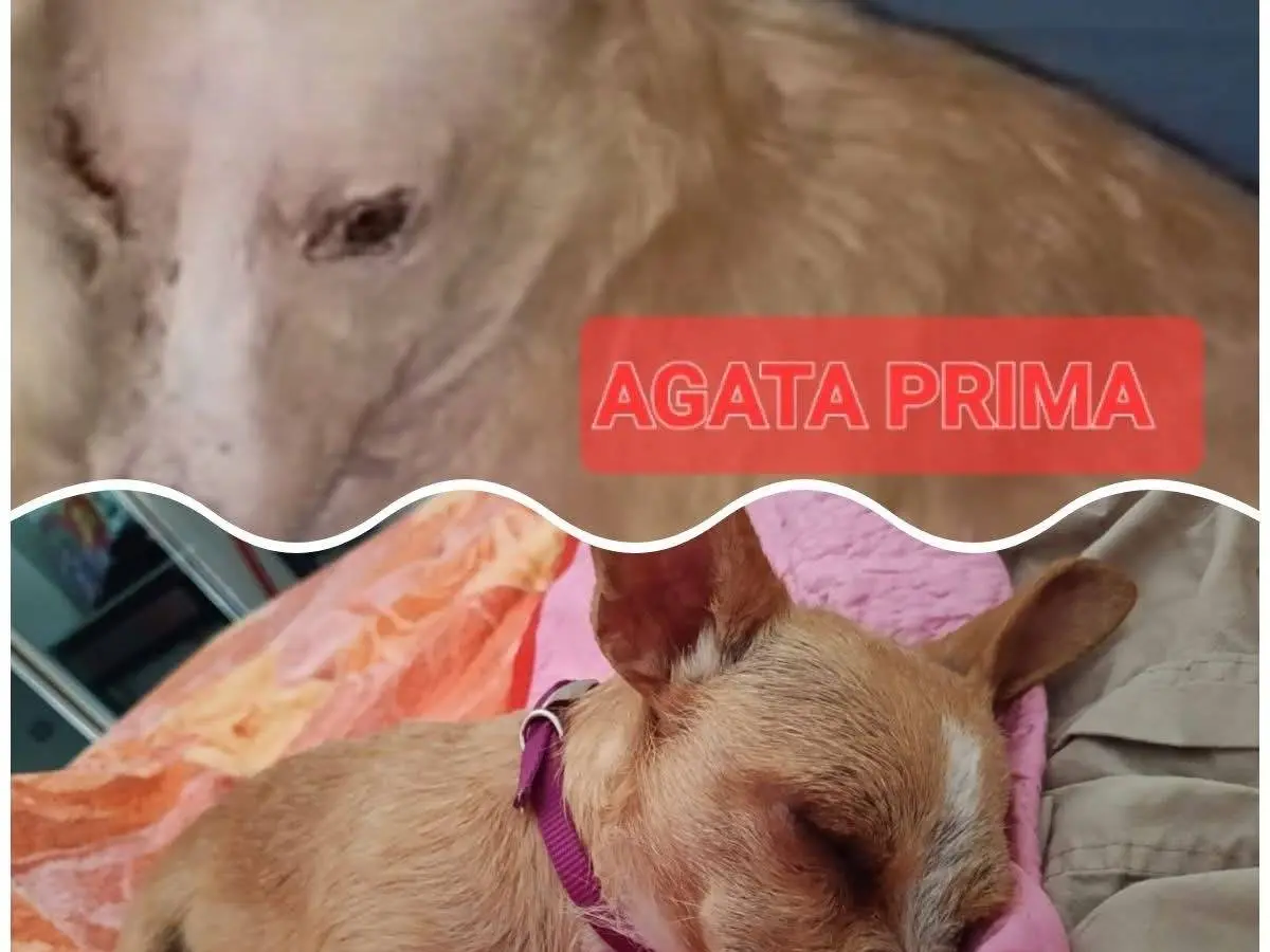 Foto 3 dell'animale