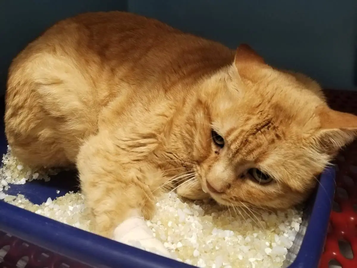 Adozione gatto, maschio, Razza sconosciuta Razza sconosciuta, 2 anni e 3 mesi, taglia non valida, Messina