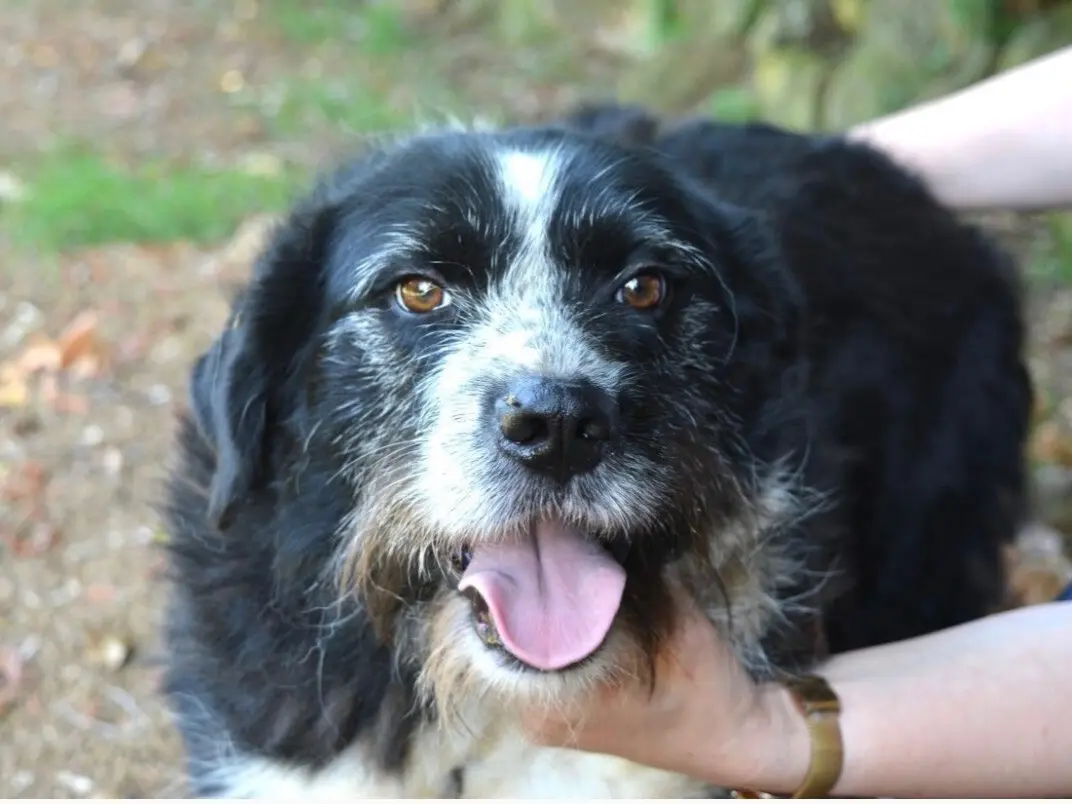 Adozione cane, maschio, Razza sconosciuta Razza sconosciuta, 4 anni e 5 mesi, taglia media contenuta, Roma