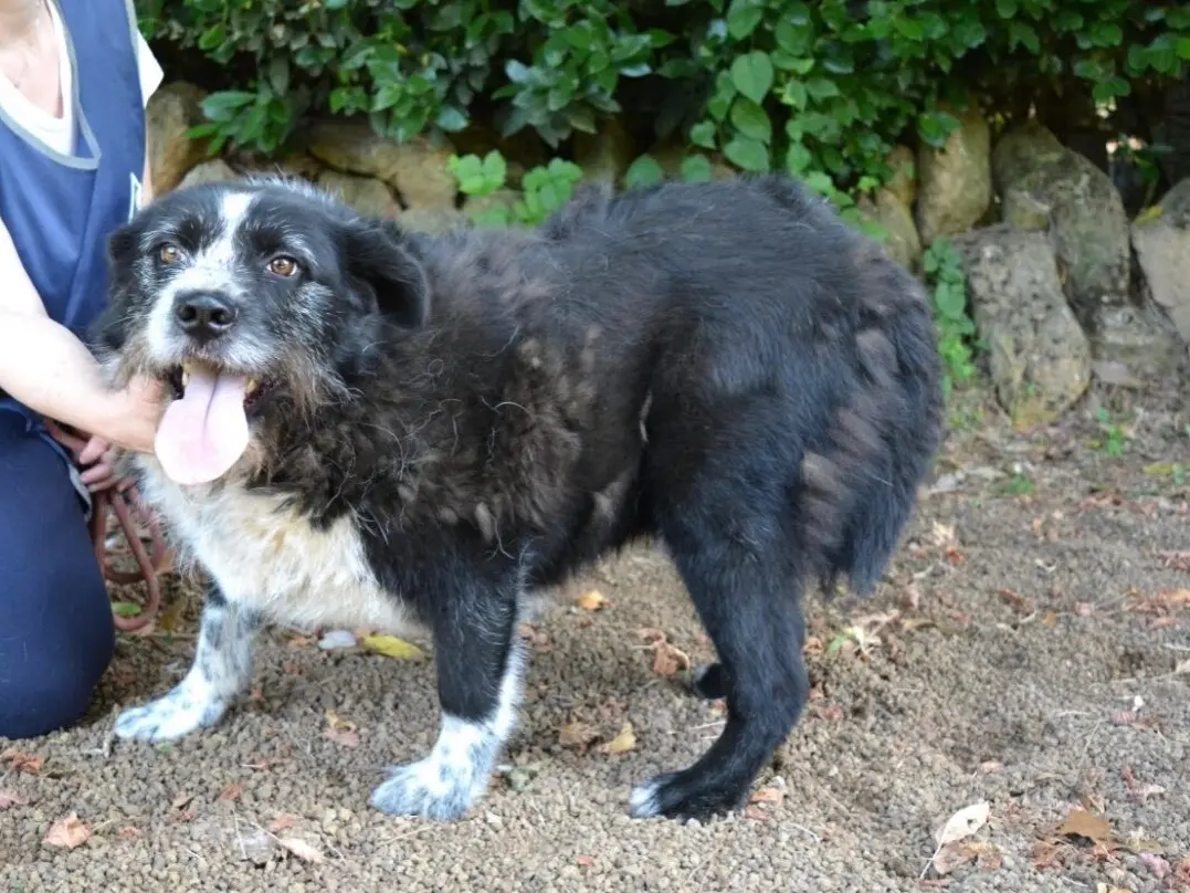 Adotta un cane, taglia media contenuta, maschio, Roma