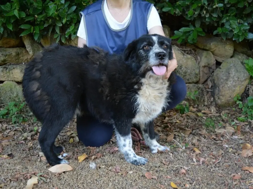 Adotta un cane, maschio, 4 anni e 5 mesi, Roma