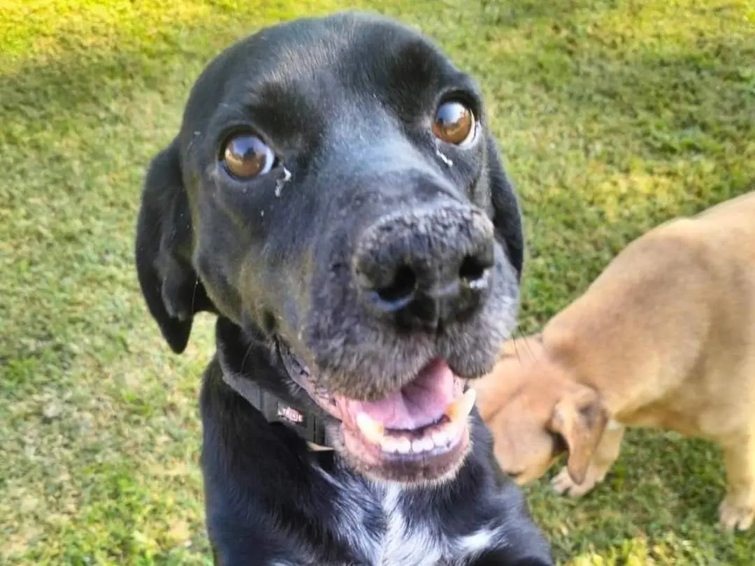 Adotta il cane Coccolino a Frosinone