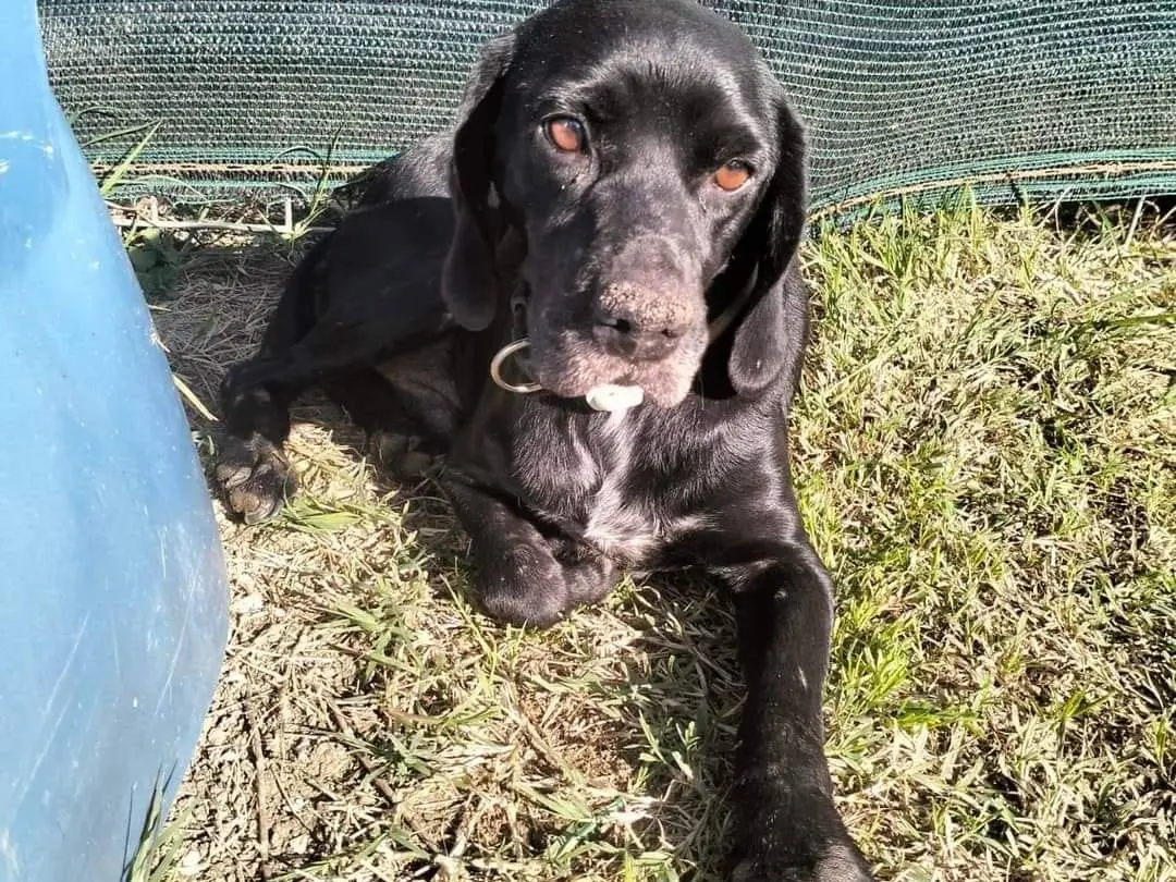 Adozione cane, maschio, Razza sconosciuta Razza sconosciuta, 5 anni e 9 mesi, taglia media contenuta, Frosinone