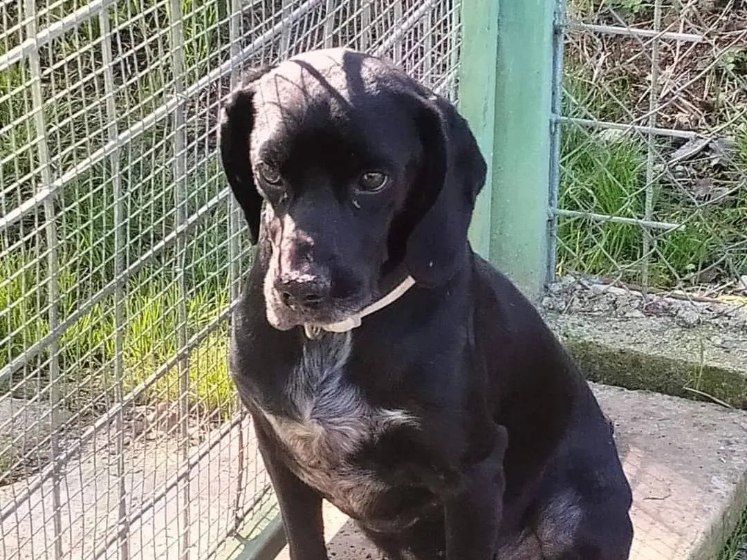 Adotta un cane, maschio, 5 anni e 9 mesi, Frosinone
